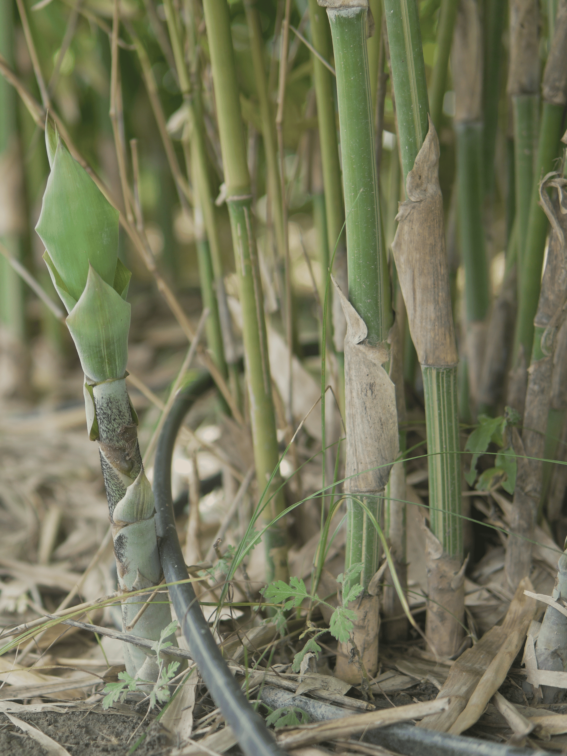 Untitled design (16)